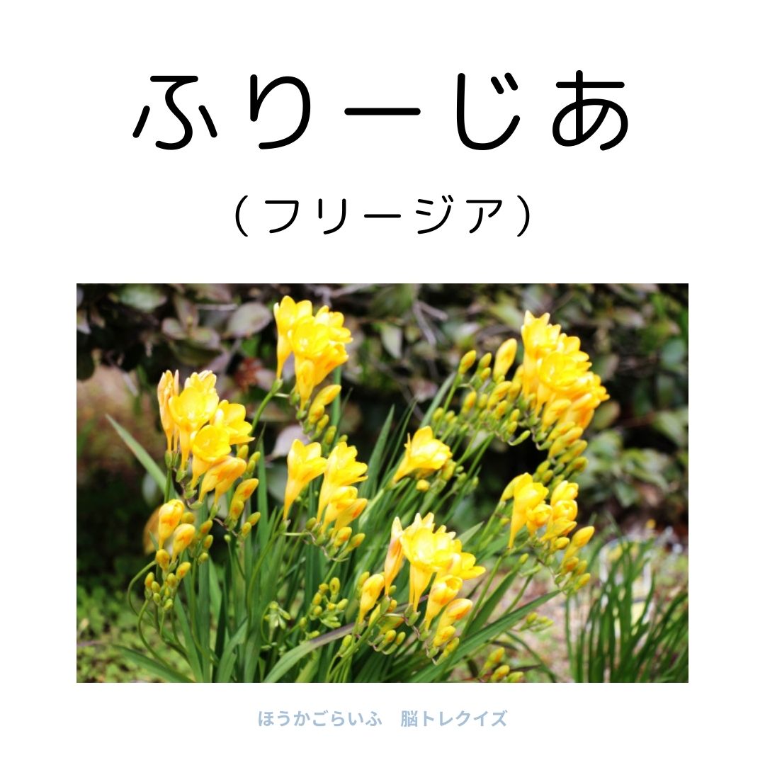 高齢者向け（無料）言葉の並び替えで脳トレしよう！文字（ひらがな）を並び替える簡単なゲーム【花の名前】健康寿命を延ばす鍵